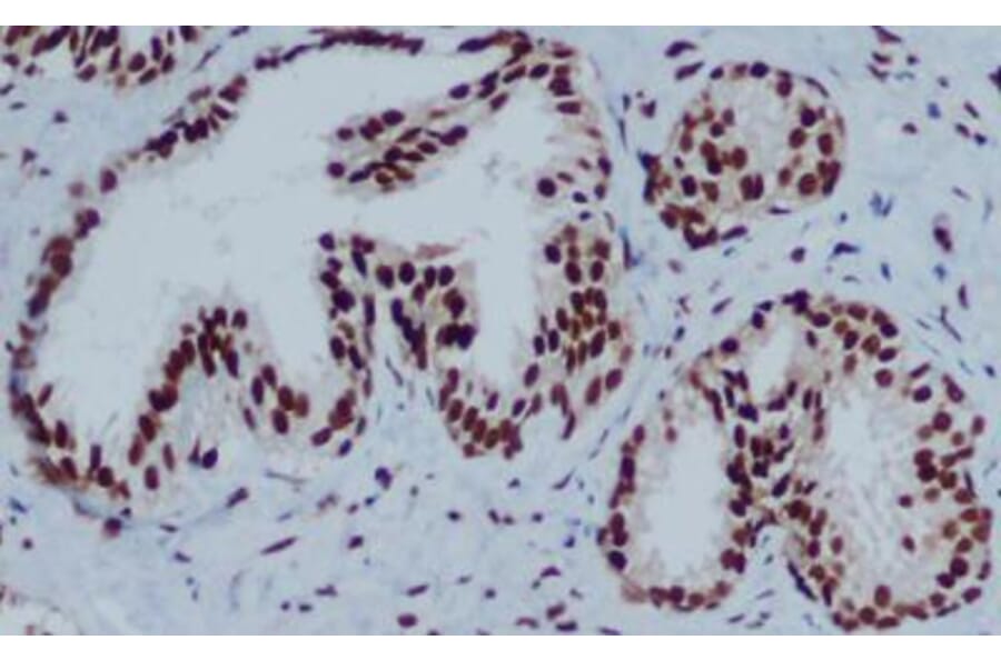 Immunohistochemistry - HP1-gamma Monoclonal Antibody from Signalway Antibody (27171) - Antibodies.com