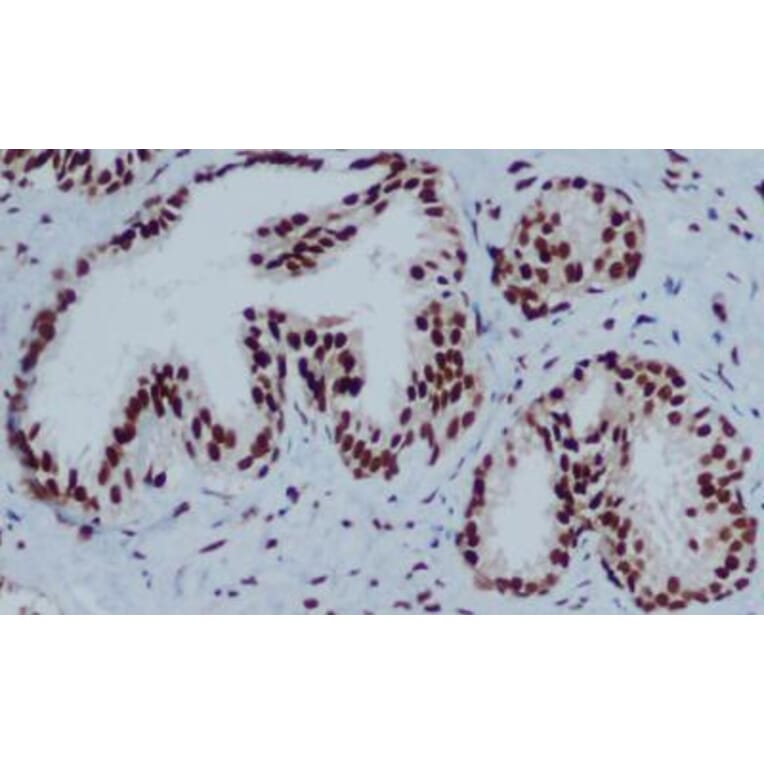 Immunohistochemistry - HP1-gamma Monoclonal Antibody from Signalway Antibody (27171) - Antibodies.com