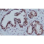 Immunohistochemistry - HP1-gamma Monoclonal Antibody from Signalway Antibody (27171) - Antibodies.com
