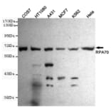 Western blot - RPA70 Monoclonal Antibody from Signalway Antibody (27212) - Antibodies.com