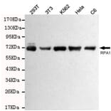 Western blot - RPA70 Monoclonal Antibody from Signalway Antibody (27212) - Antibodies.com