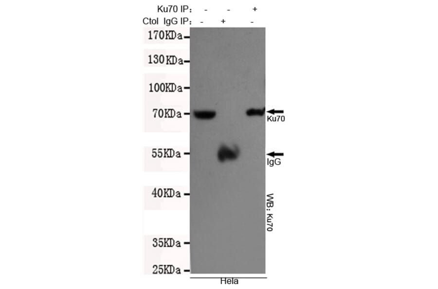 Immunoprecipitation - Ku70 Monoclonal Antibody from Signalway Antibody (27220) - Antibodies.com