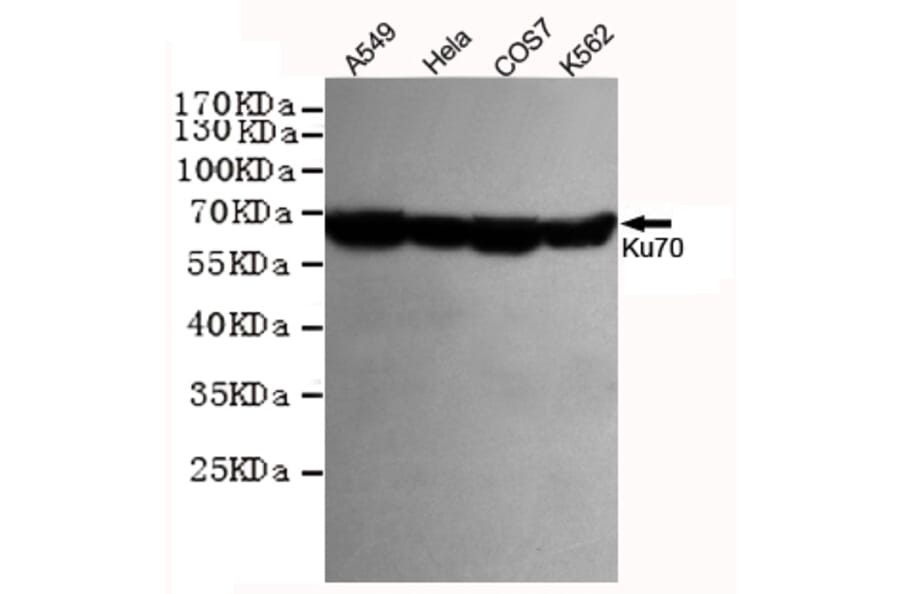 Western blot - Ku70 Monoclonal Antibody from Signalway Antibody (27220) - Antibodies.com