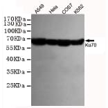 Western blot - Ku70 Monoclonal Antibody from Signalway Antibody (27220) - Antibodies.com