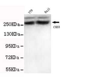 CHD3 Monoclonal Antibody from Signalway Antibody (27035) - Antibodies.com