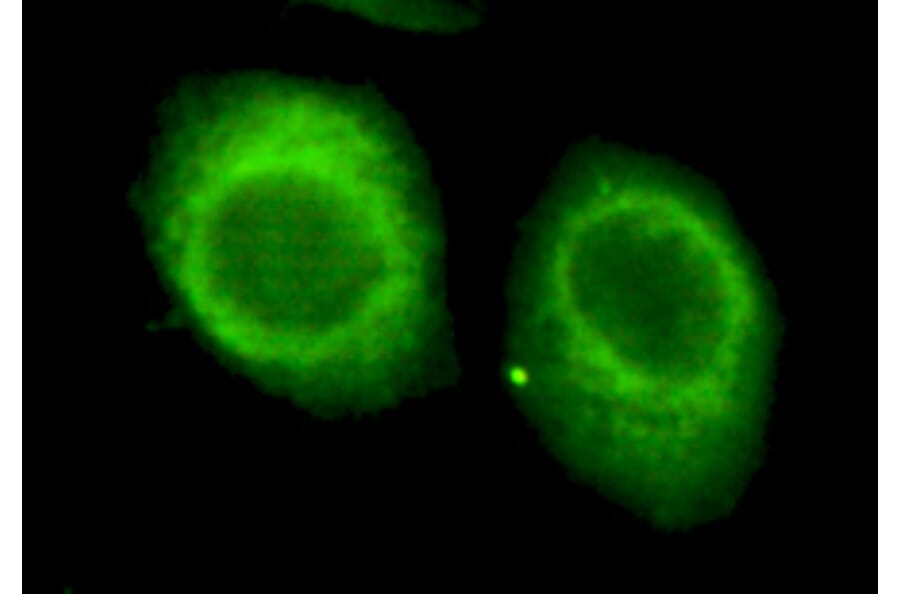 CHD3 Monoclonal Antibody from Signalway Antibody (27035) - Antibodies.com