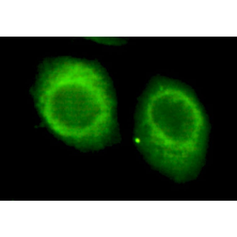 CHD3 Monoclonal Antibody from Signalway Antibody (27035) - Antibodies.com