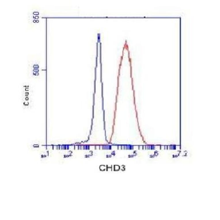 CHD3 Monoclonal Antibody from Signalway Antibody (27035) - Antibodies.com