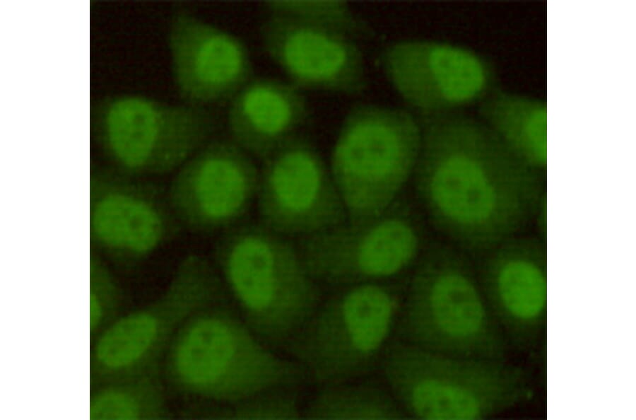 Immunocytochemistry - hHR23b Monoclonal Antibody from Signalway Antibody (27219) - Antibodies.com
