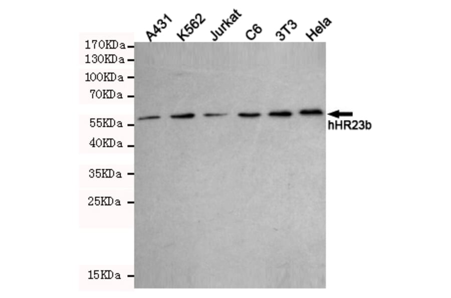Western blot - hHR23b Monoclonal Antibody from Signalway Antibody (27219) - Antibodies.com
