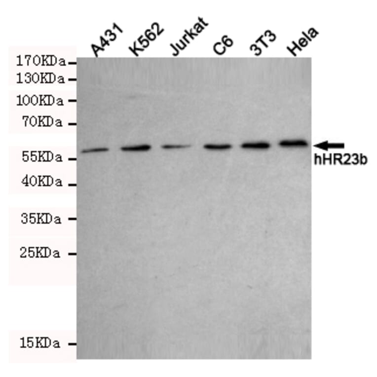 Western blot - hHR23b Monoclonal Antibody from Signalway Antibody (27219) - Antibodies.com