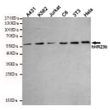 Western blot - hHR23b Monoclonal Antibody from Signalway Antibody (27219) - Antibodies.com