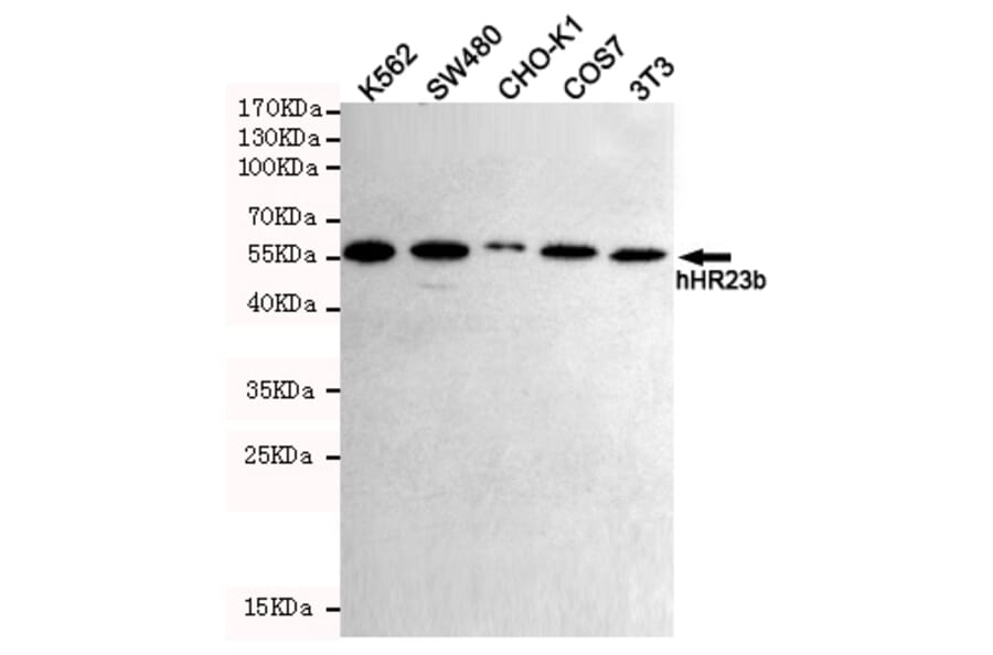 Western blot - hHR23b Monoclonal Antibody from Signalway Antibody (27219) - Antibodies.com
