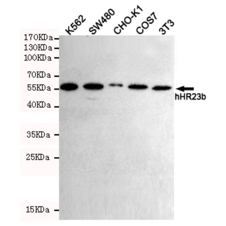 Western blot - hHR23b Monoclonal Antibody from Signalway Antibody (27219) - Antibodies.com