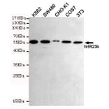 Western blot - hHR23b Monoclonal Antibody from Signalway Antibody (27219) - Antibodies.com