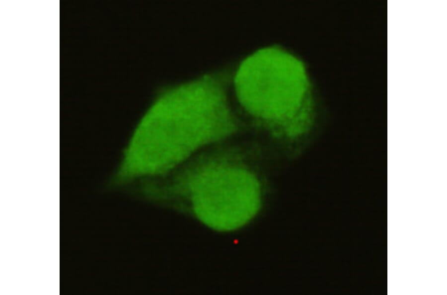 TFIIB Monoclonal Antibody from Signalway Antibody (27007) - Antibodies.com