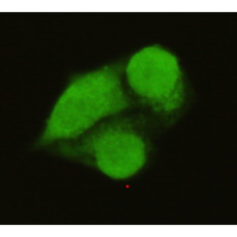 TFIIB Monoclonal Antibody from Signalway Antibody (27007) - Antibodies.com