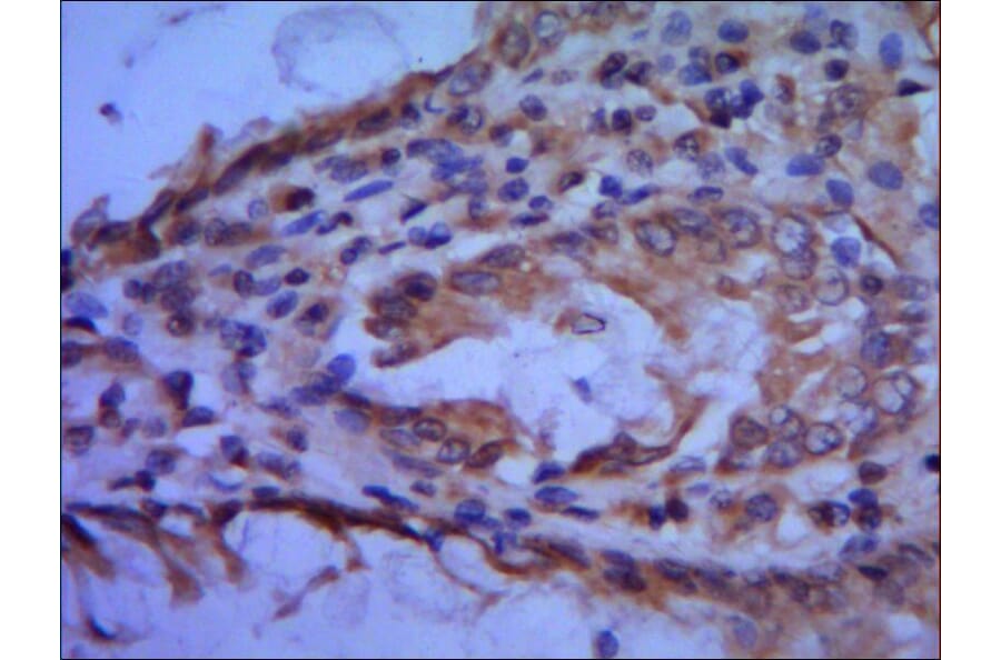 TFIIB Monoclonal Antibody from Signalway Antibody (27007) - Antibodies.com
