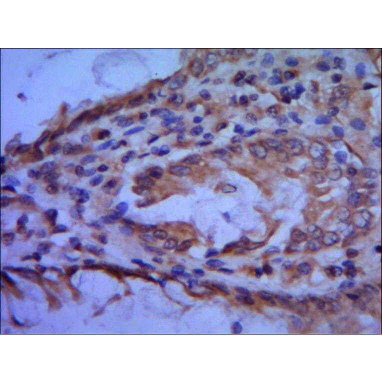 TFIIB Monoclonal Antibody from Signalway Antibody (27007) - Antibodies.com