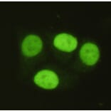PRMT6 Monoclonal Antibody from Signalway Antibody (27017) - Antibodies.com