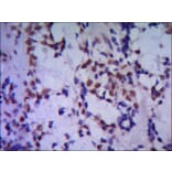 TBLR1 Monoclonal Antibody from Signalway Antibody (27036) - Antibodies.com