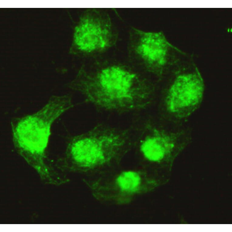Protein Phosphatase 4C Monoclonal Antibody from Signalway Antibody (27020) - Antibodies.com