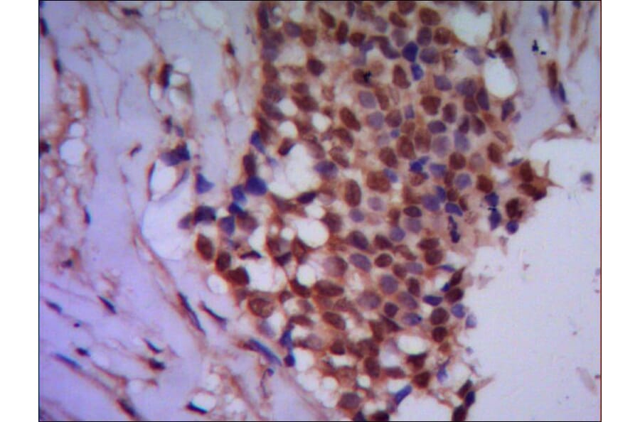 Protein Phosphatase 4C Monoclonal Antibody from Signalway Antibody (27020) - Antibodies.com