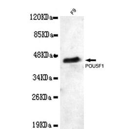 POU5F1 Monoclonal Antibody from Signalway Antibody (27014) - Antibodies.com