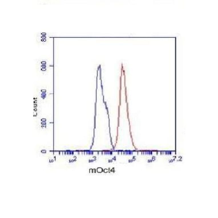 POU5F1 Monoclonal Antibody from Signalway Antibody (27014) - Antibodies.com