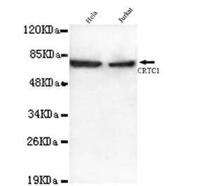 CRTC1 Monoclonal Antibody from Signalway Antibody (27071) - Antibodies.com