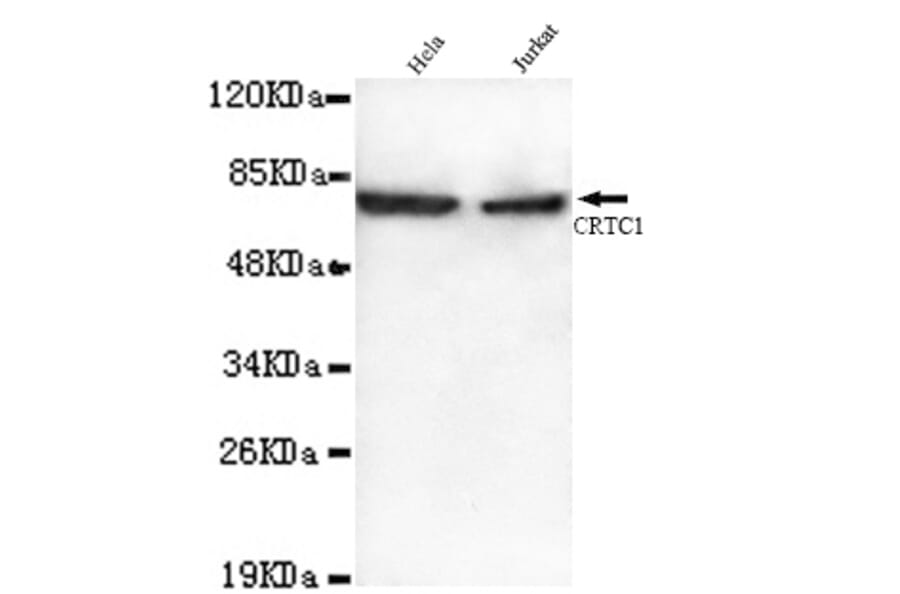CRTC1 Monoclonal Antibody from Signalway Antibody (27071) - Antibodies.com