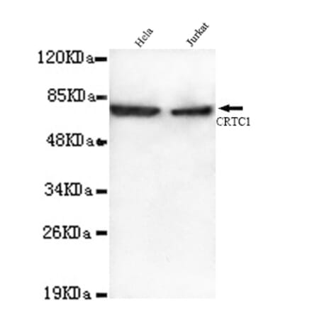 CRTC1 Monoclonal Antibody from Signalway Antibody (27071) - Antibodies.com