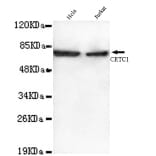 CRTC1 Monoclonal Antibody from Signalway Antibody (27071) - Antibodies.com