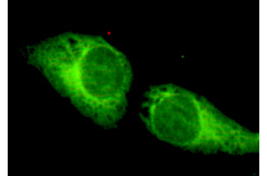 CRTC1 Monoclonal Antibody from Signalway Antibody (27071) - Antibodies.com