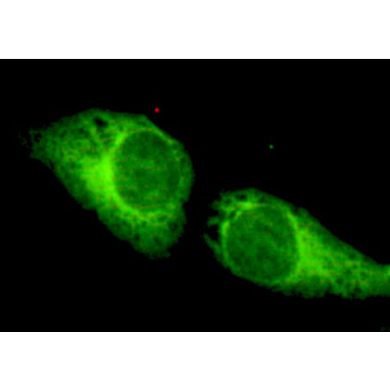 CRTC1 Monoclonal Antibody from Signalway Antibody (27071) - Antibodies.com