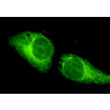 CRTC1 Monoclonal Antibody from Signalway Antibody (27071) - Antibodies.com