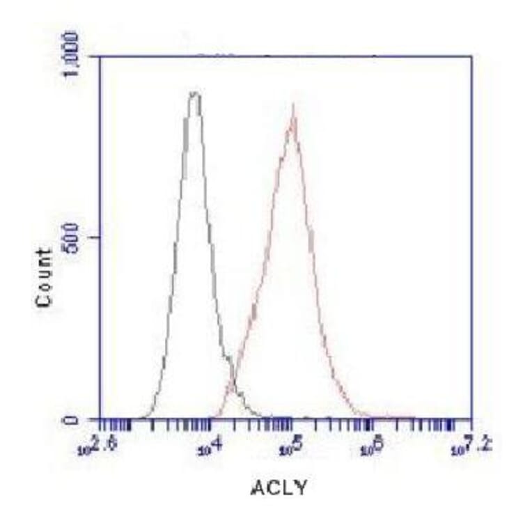 ATP-Citrate Lyase (C-term) Monoclonal Antibody from Signalway Antibody (27048) - Antibodies.com