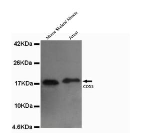 COX4 (isoform1) Monoclonal Antibody from Signalway Antibody (27080) - Antibodies.com