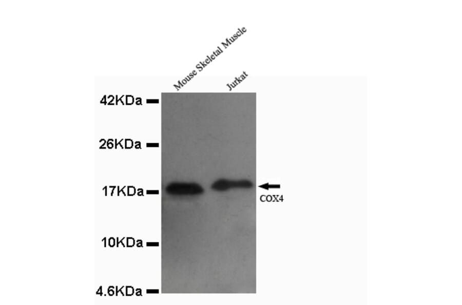 COX4 (isoform1) Monoclonal Antibody from Signalway Antibody (27080) - Antibodies.com