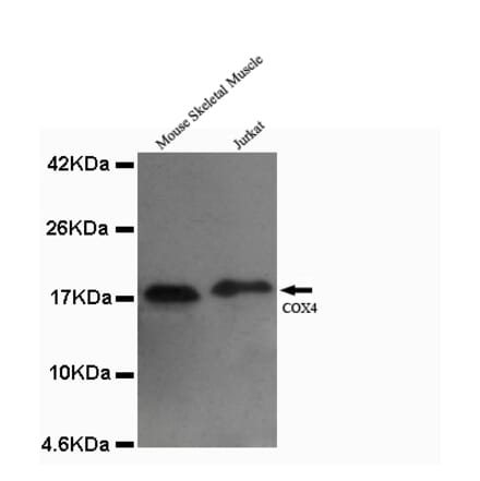 COX4 (isoform1) Monoclonal Antibody from Signalway Antibody (27080) - Antibodies.com
