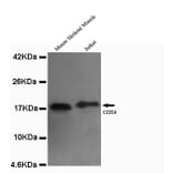 COX4 (isoform1) Monoclonal Antibody from Signalway Antibody (27080) - Antibodies.com