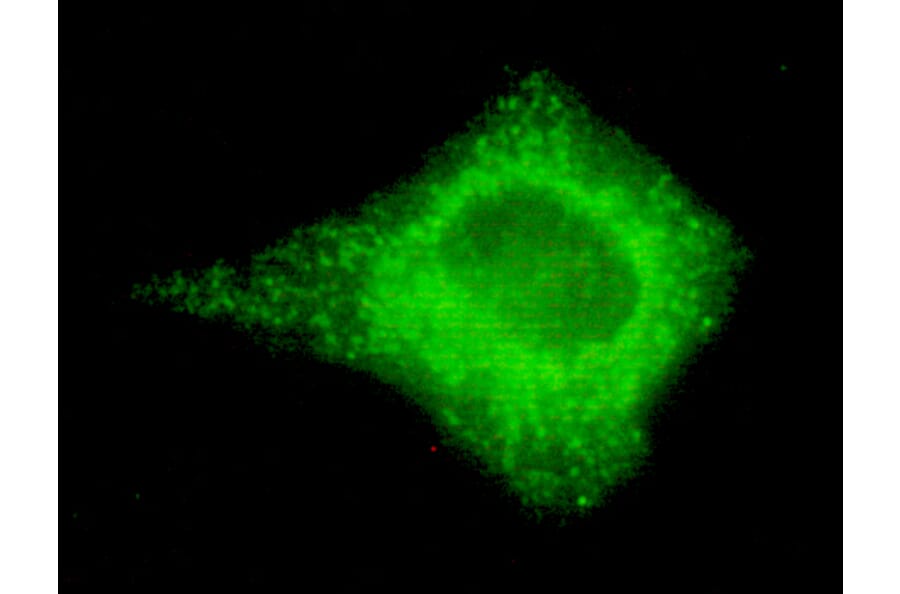 COX4 (isoform1) Monoclonal Antibody from Signalway Antibody (27080) - Antibodies.com