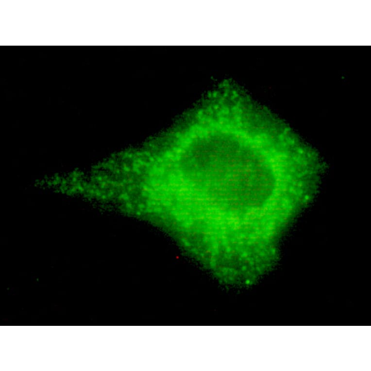 COX4 (isoform1) Monoclonal Antibody from Signalway Antibody (27080) - Antibodies.com