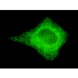 COX4 (isoform1) Monoclonal Antibody from Signalway Antibody (27080) - Antibodies.com