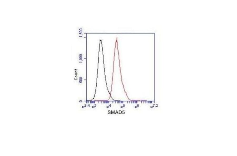 SMAD5 (C-term) Monoclonal Antibody from Signalway Antibody (27047) - Antibodies.com
