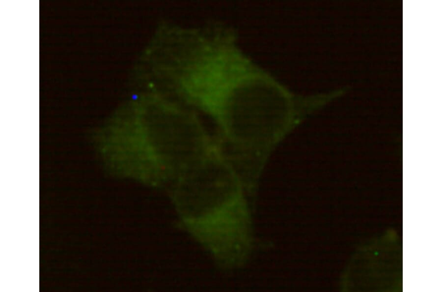 Immunocytochemistry - Placental alkaline phosphatase (PLAP) Monoclonal Antibody from Signalway Antibody (27192)