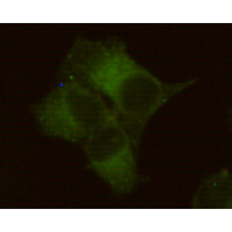 Immunocytochemistry - Placental alkaline phosphatase (PLAP) Monoclonal Antibody from Signalway Antibody (27192)