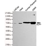 Western blot - Placental alkaline phosphatase (PLAP) Monoclonal Antibody from Signalway Antibody - Antibodies.com