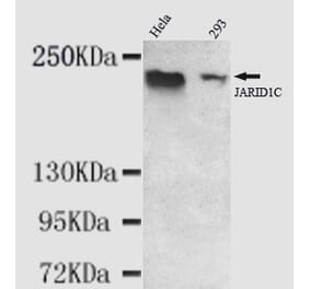 JARID1C Monoclonal Antibody from Signalway Antibody (27002) - Antibodies.com