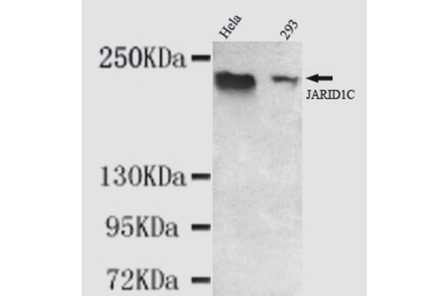 JARID1C Monoclonal Antibody from Signalway Antibody (27002) - Antibodies.com